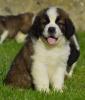 Svatobernardský pes - Bernardýn s PP